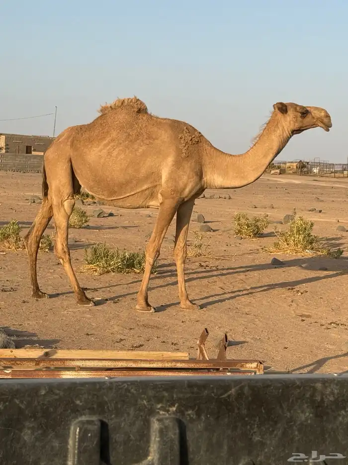 ناقه لقحه شقحا 0