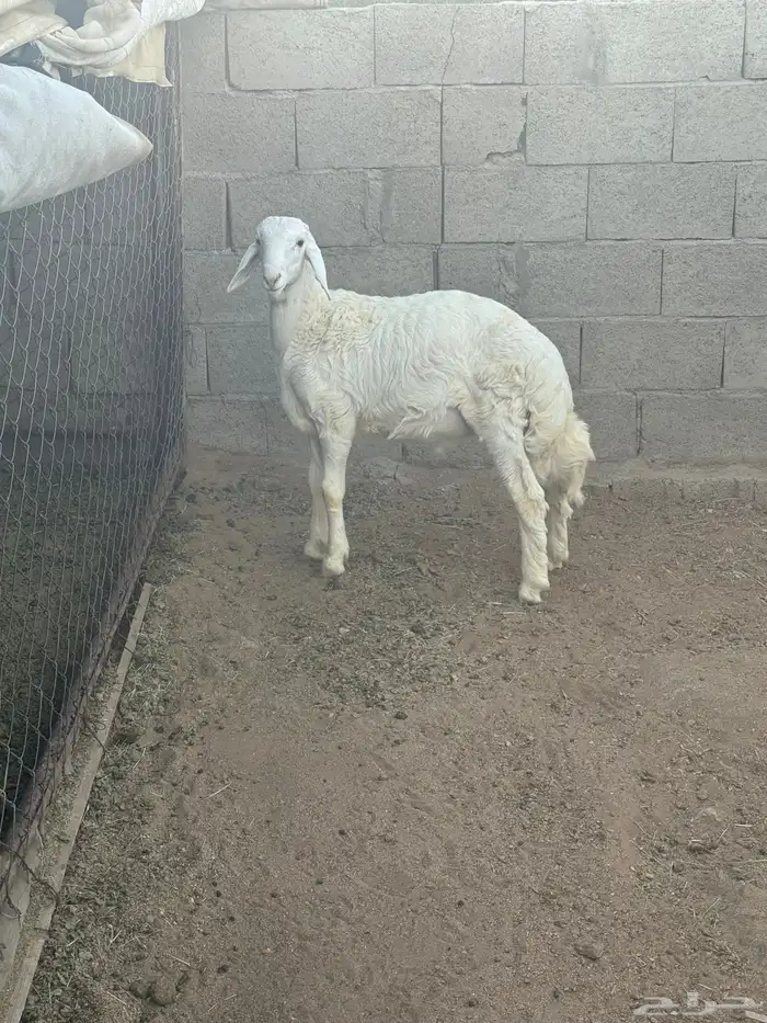 خروف مشروع 2