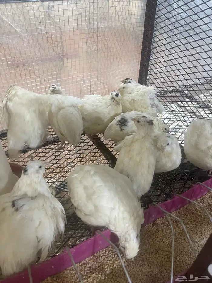 سمان تكساس اعمار شهر وعليها تم البيع 2