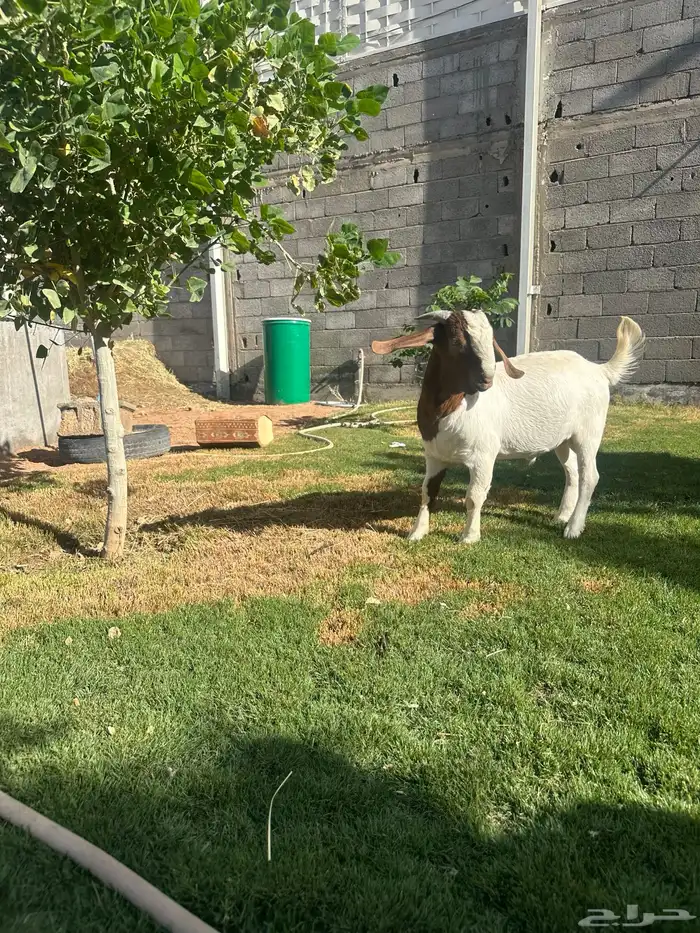 مشروع فحل بورقوت صافي 4