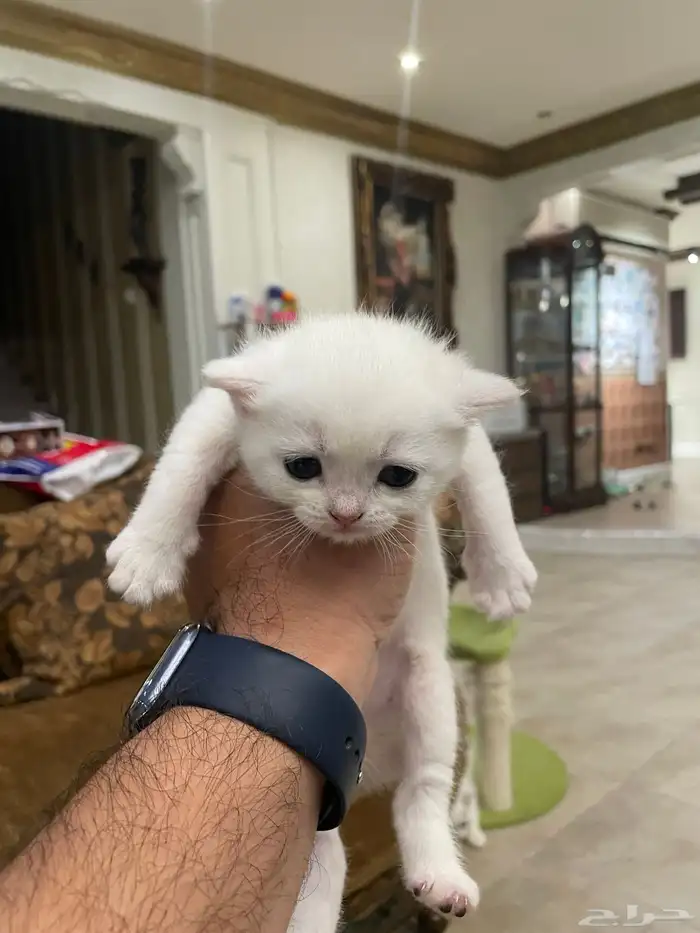 كيتن بيور بريتش 16