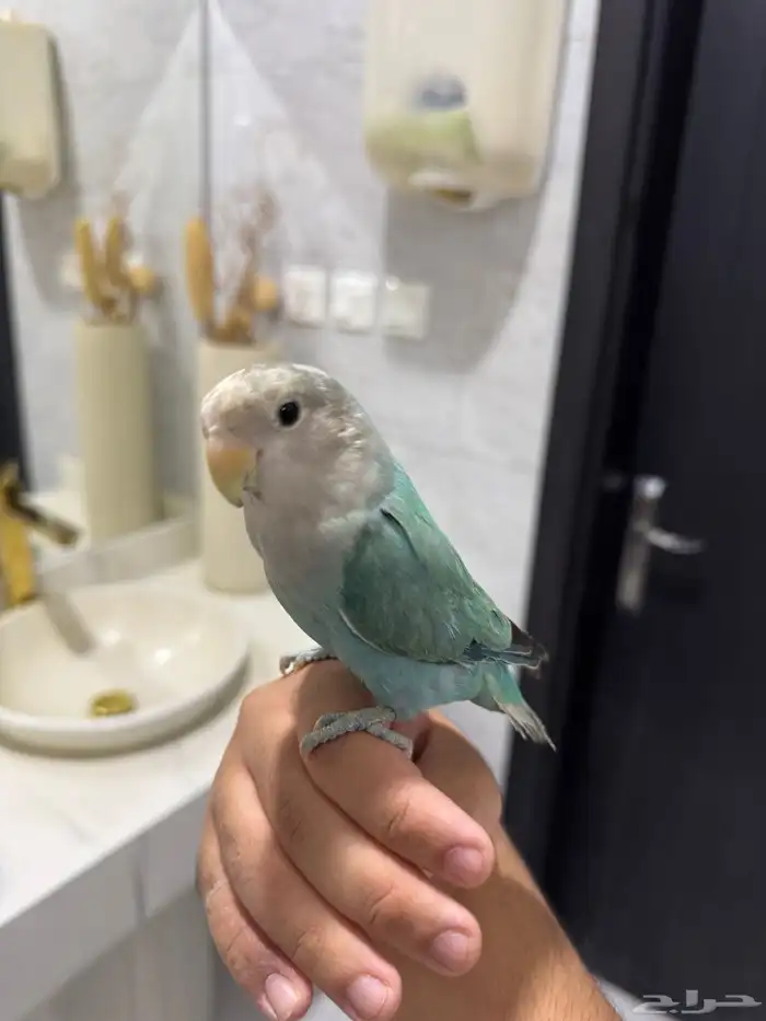 روز اليف للبيع 2