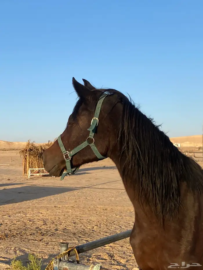 فرس للبيع 3