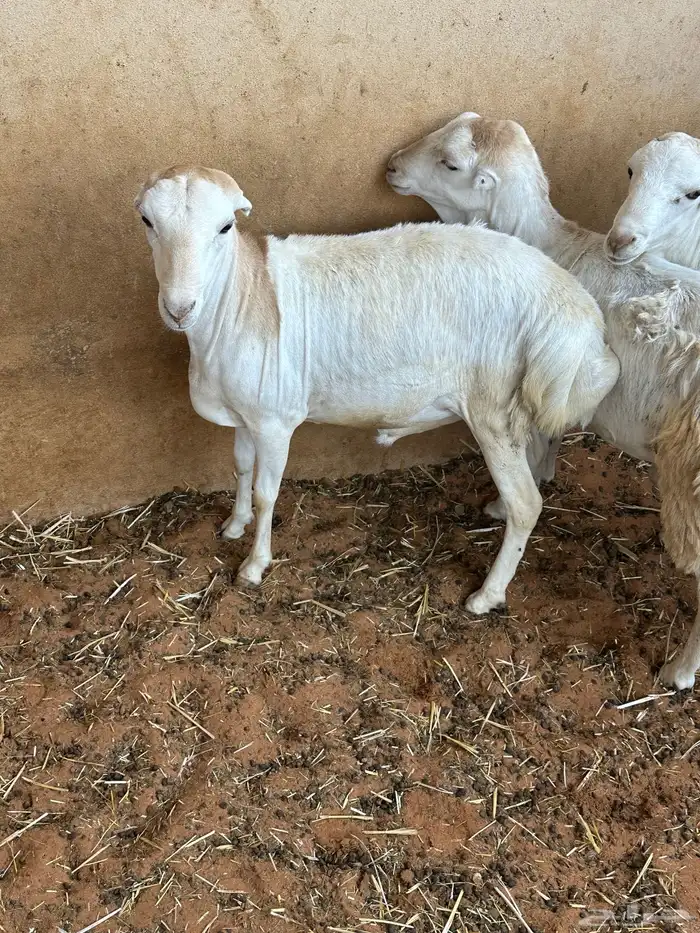 برابر ورفيديات مرابي 45
