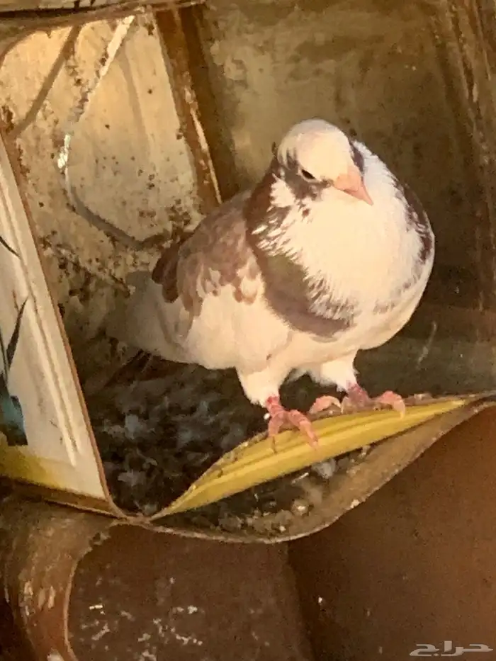 حمام قطايف 3