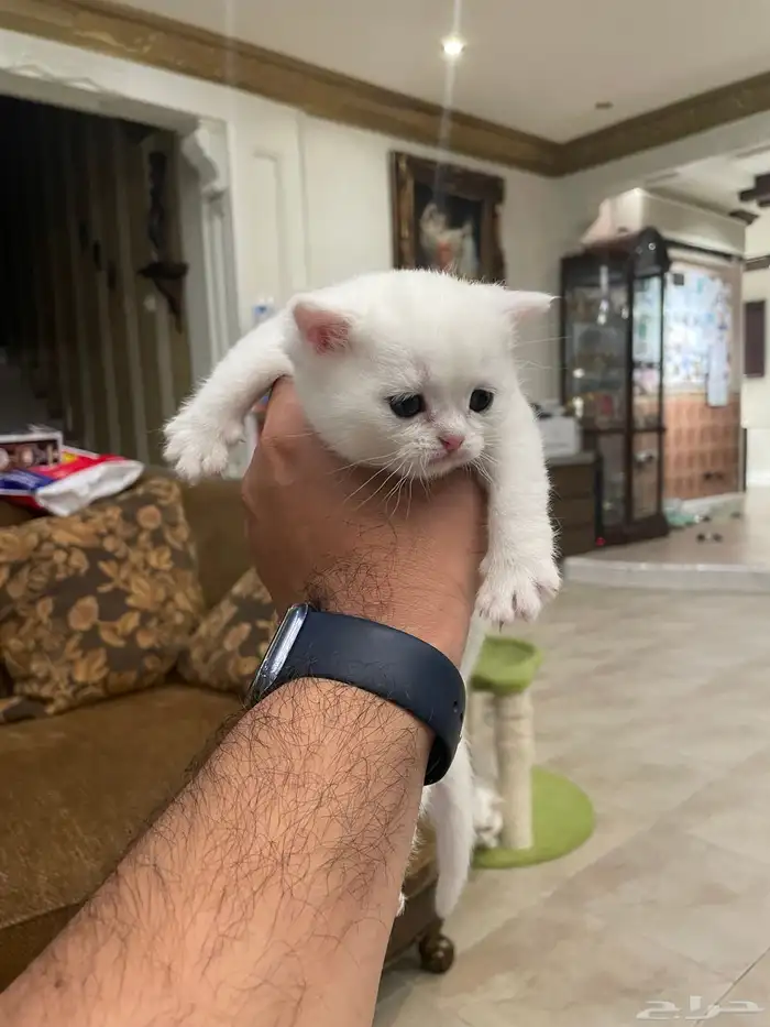 كيتن بيور بريتش 13