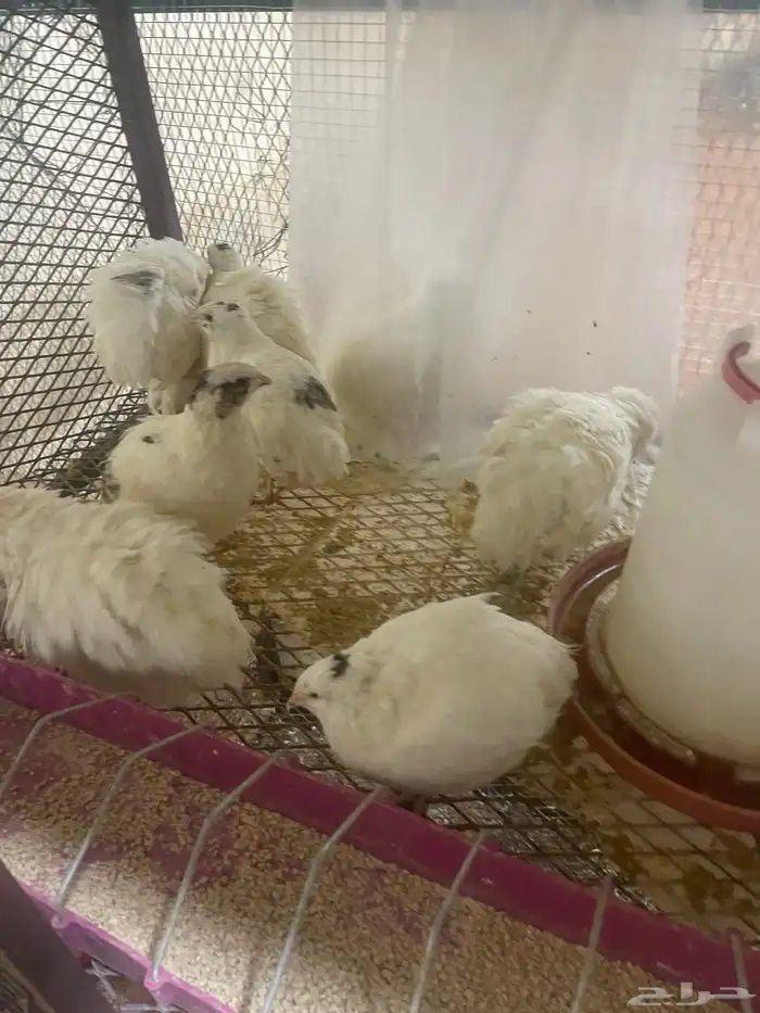 سمان تكساس اعمار شهر وعليها تم البيع 0