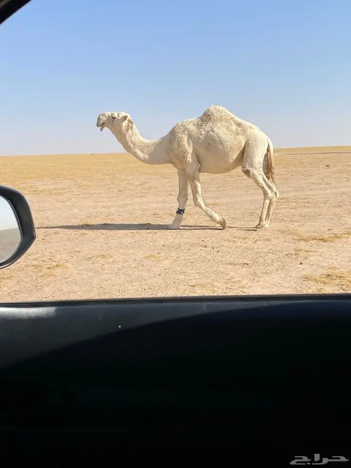 بعير اوضح 0