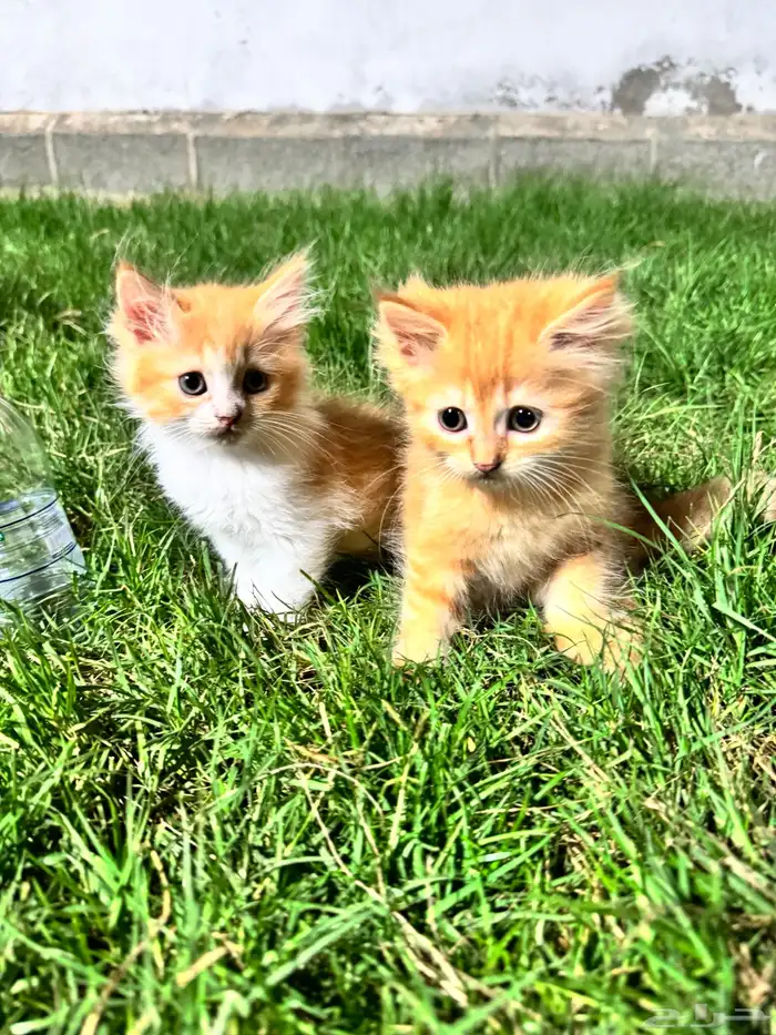 Persian kitten 0