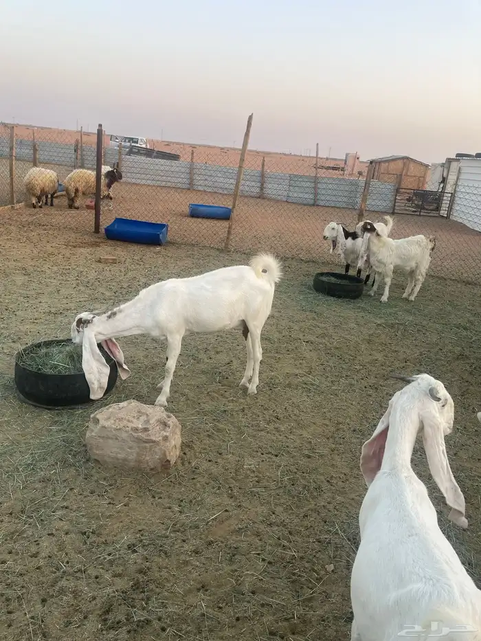 ماعز بيض في رماح 5