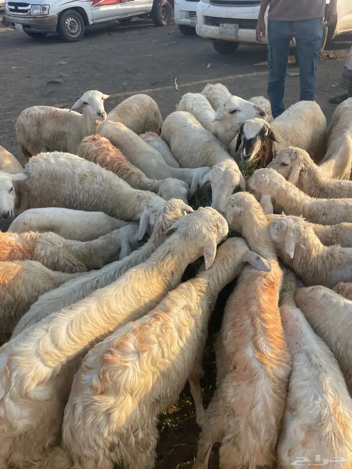 فران ورخيل تربيه 3