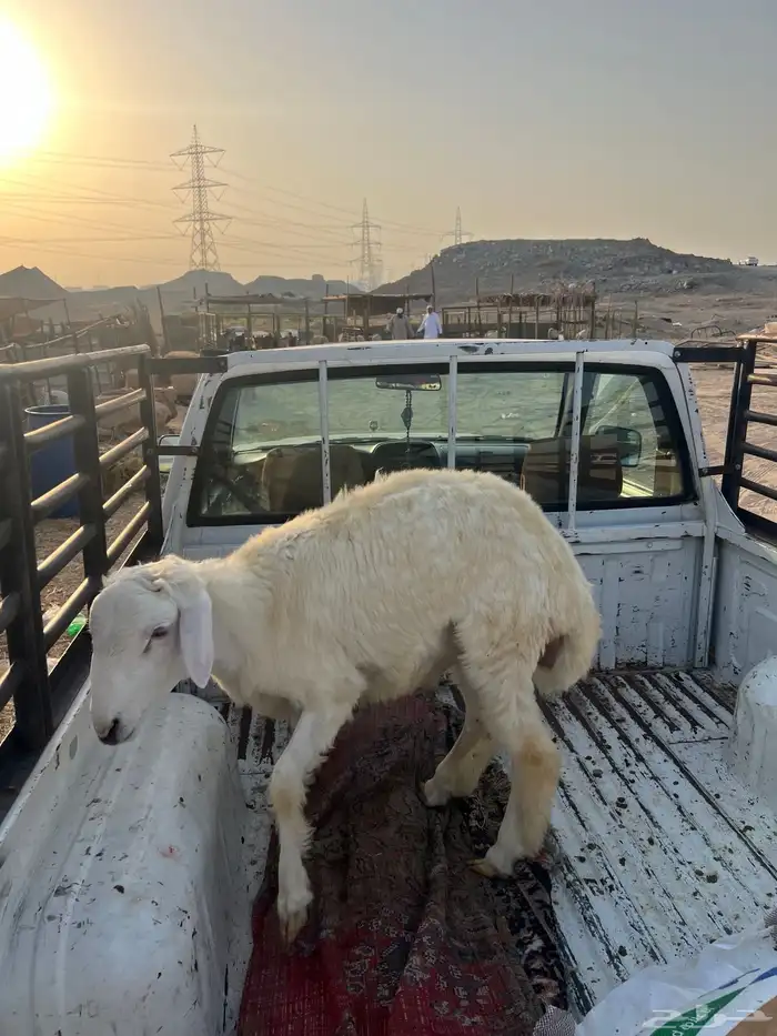 طلي ((تم البيع )) 2