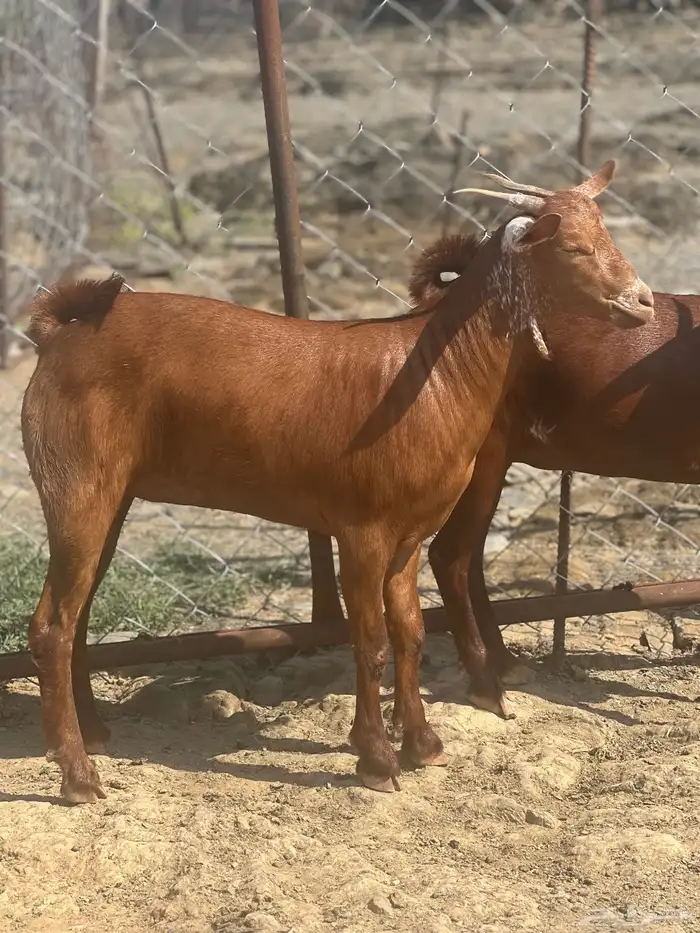 جفار دهم تم البيع 3