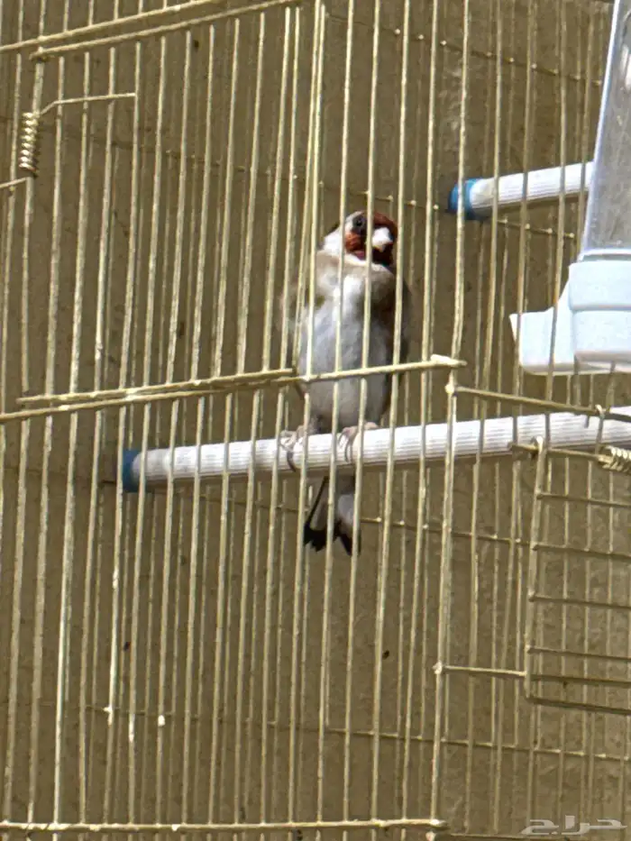 ذكر حسون شرط تغريد للبيع 4