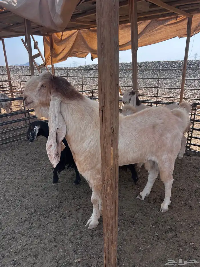 فحل هولندي 5