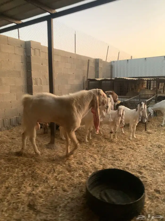 معزا هولنديه مطوره 1