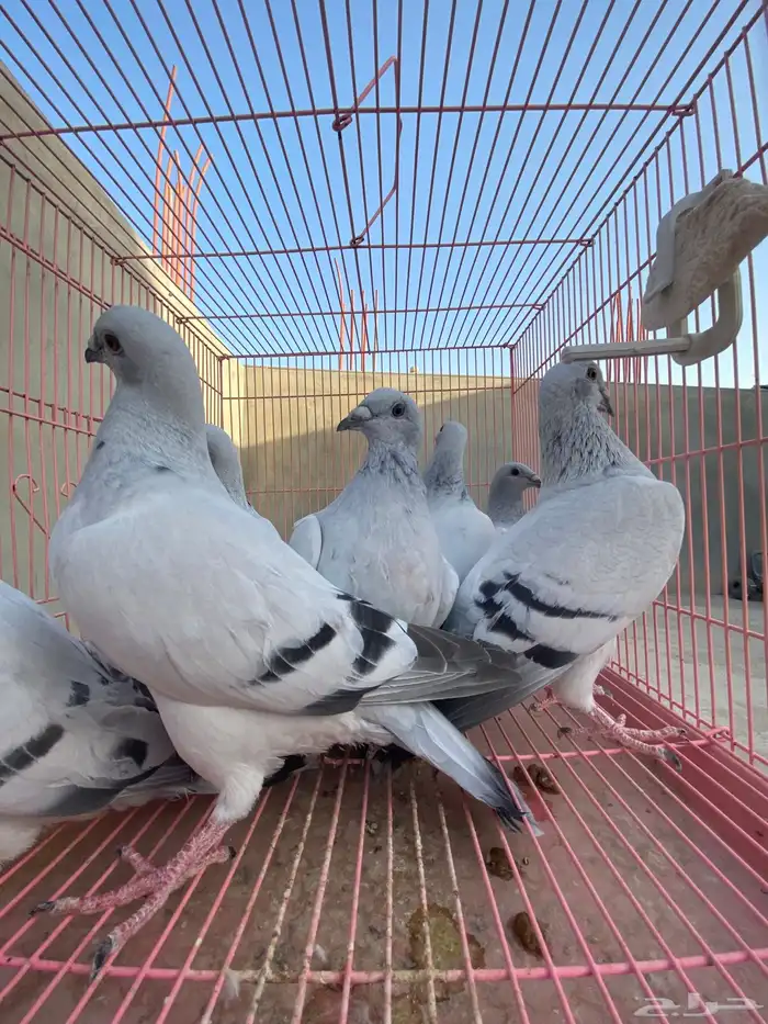 للبيع حمام ايس فاخر حجم جامبو 8