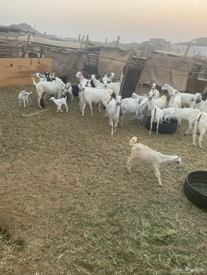 اذكروا الله وصلوا على النبي معزا جنوبية 6