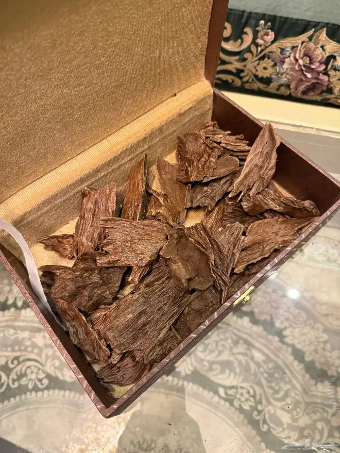 عود كمبودي مشروط 0
