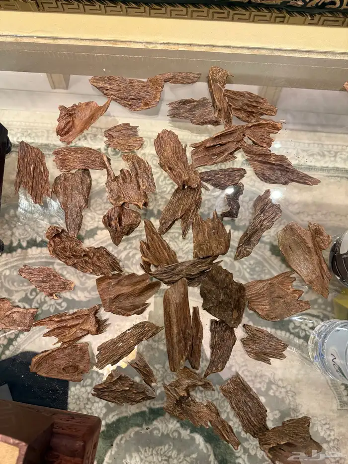 عود كمبودي مشروط 1