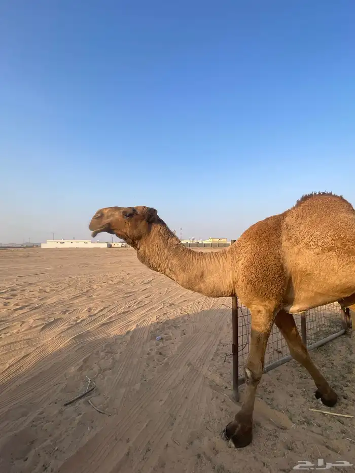 للبيع قعود جذع 0