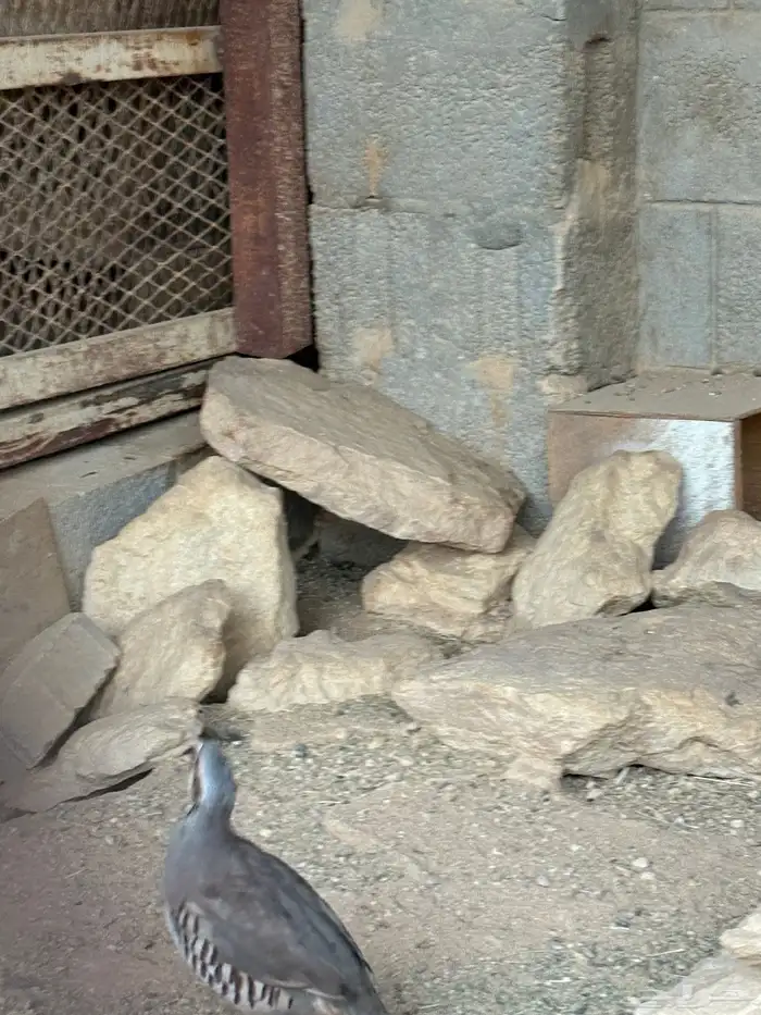 حجل شنير 4