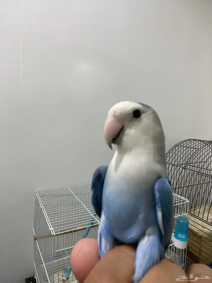 روز 2