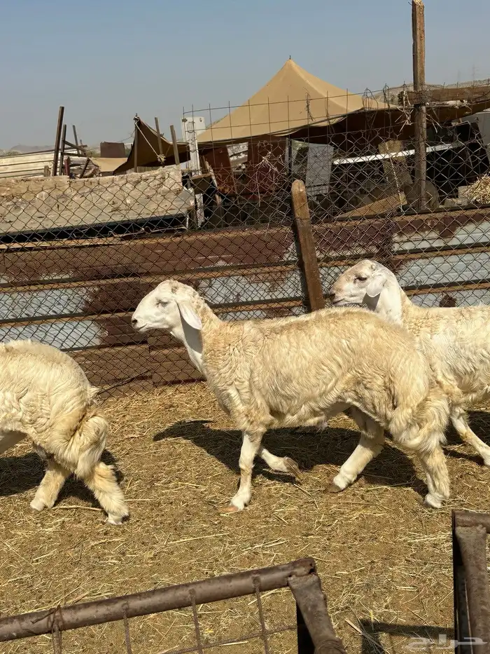 الوسام للذبايح الحري والسواكن 0