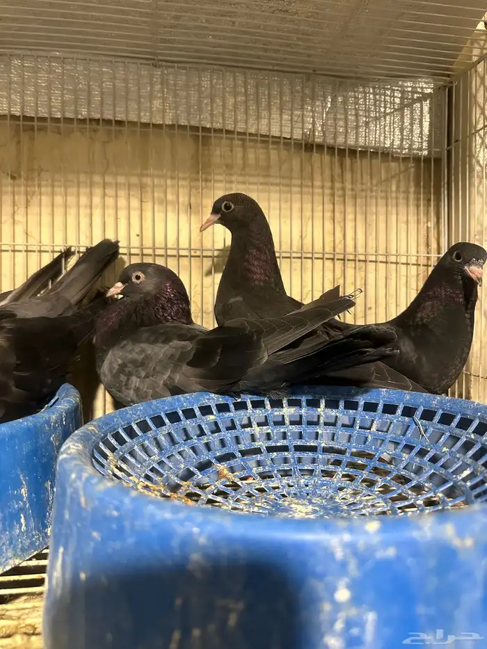خمس اجواز قطايف منتجه 3