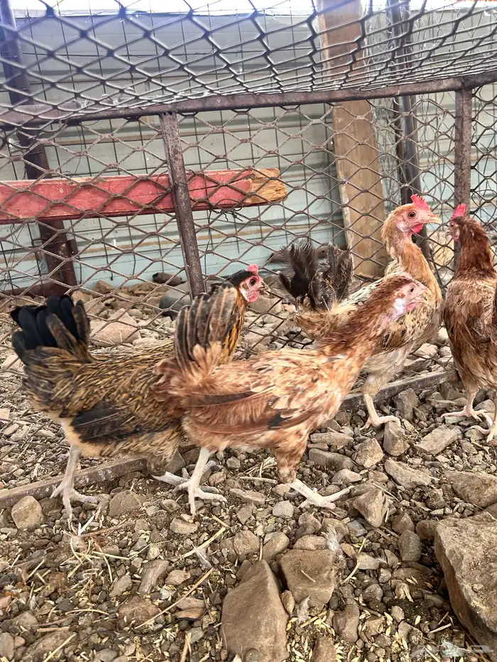 دجاج 2