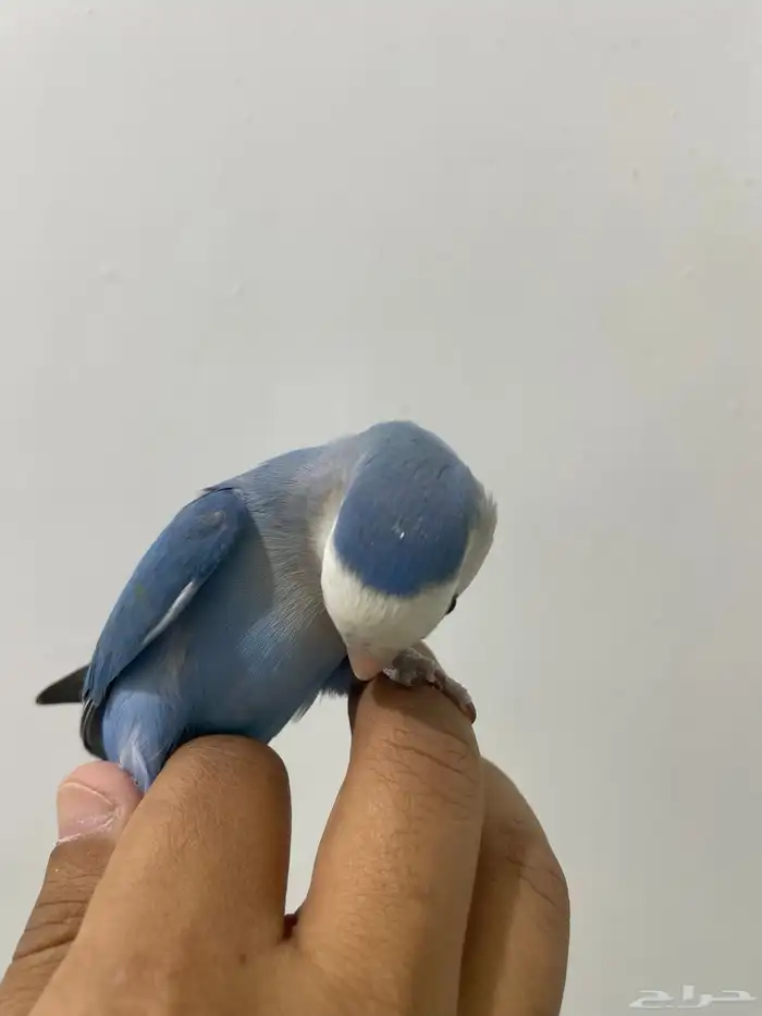 روز 1