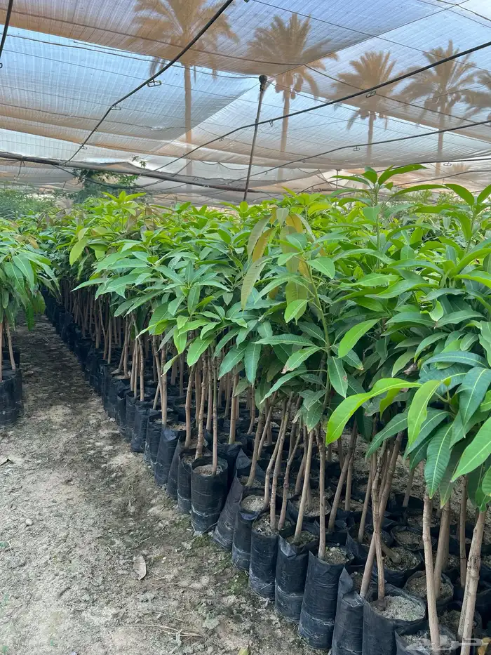 شتلات ونباتات زينه ومثمره 8