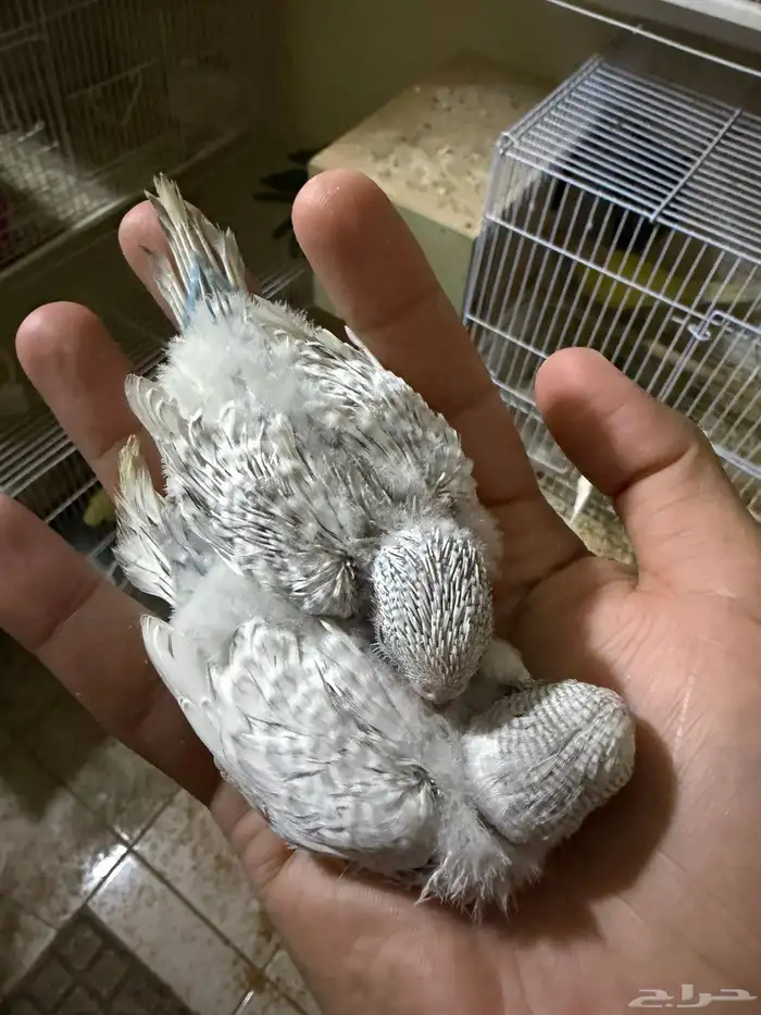 فروخ بادجي 1