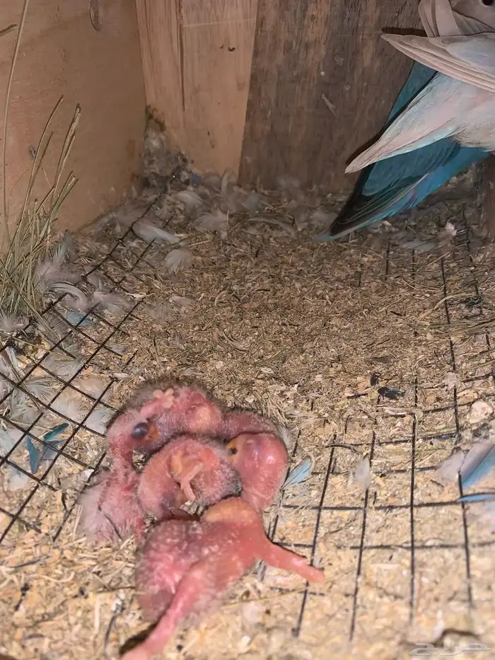 طيور اجواز منتجه فروخ روز 0