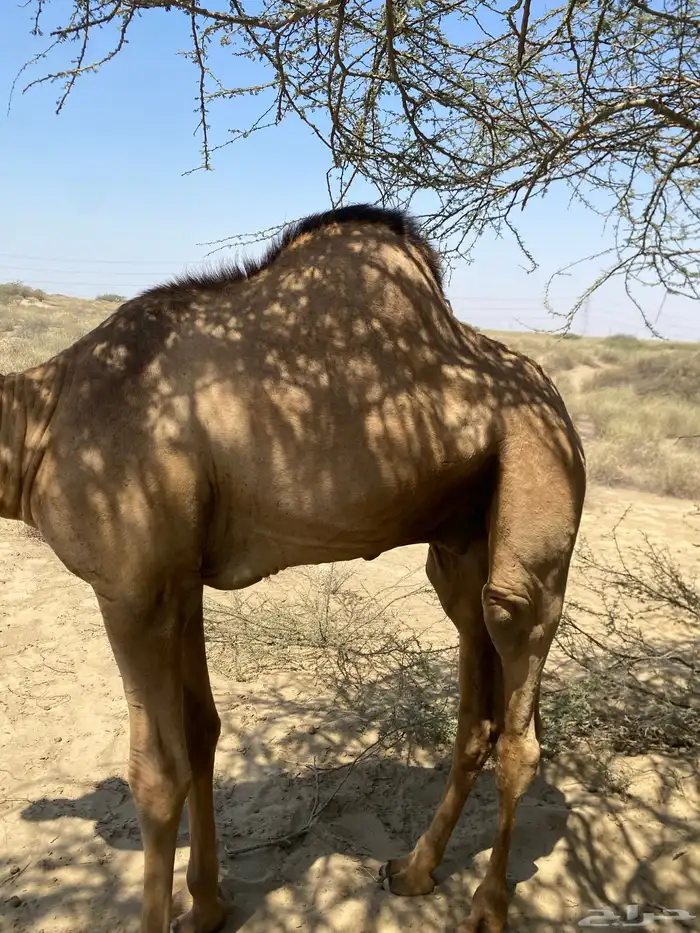 اثنين قعدان اوارك اعمارهم 8 اشهر 10