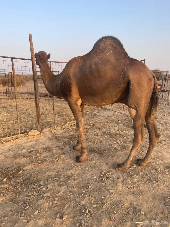 جمل احمر ادهم 6