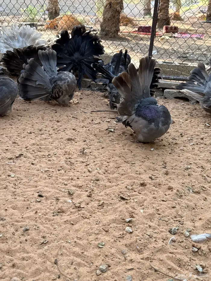 رقاصي هولندي منتج 5