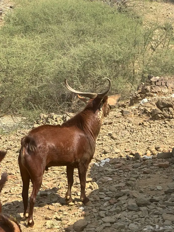 خروف وتيس ماشاء الله 2