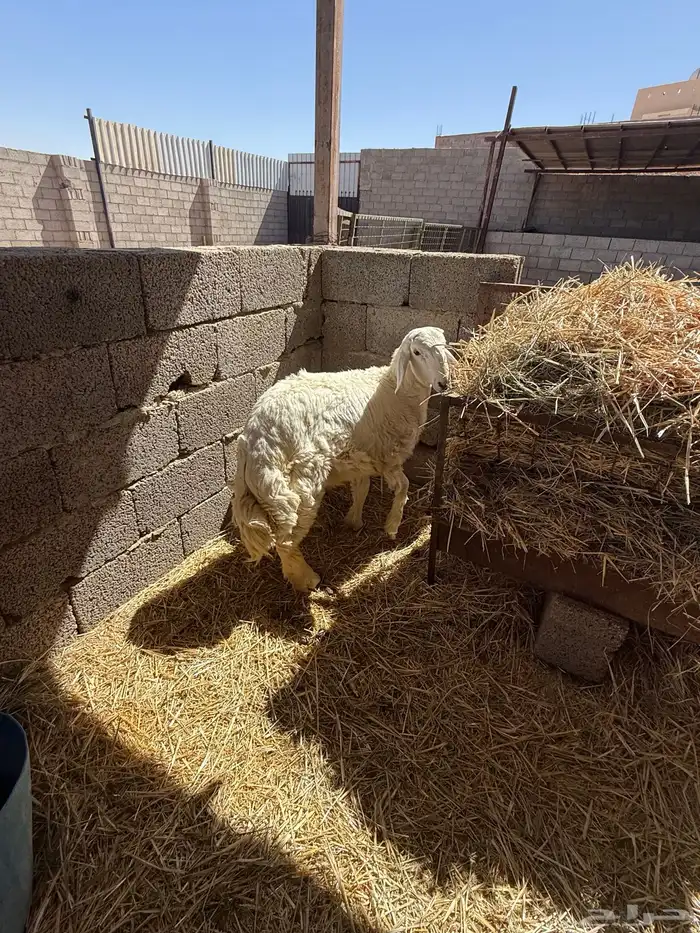 طليان حرية جبر وسط لباني 11