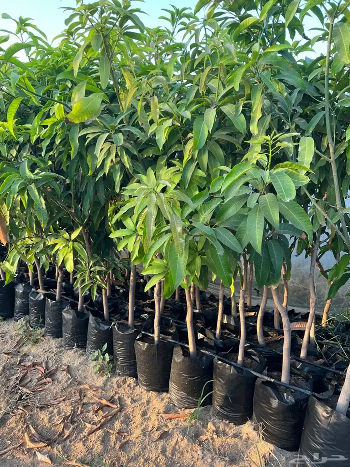 شتلات ونباتات زينه ومثمره 6