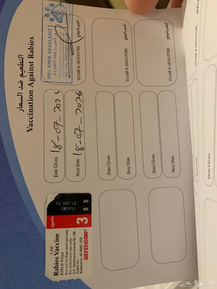 قطه انثى سكوتش فولد 8