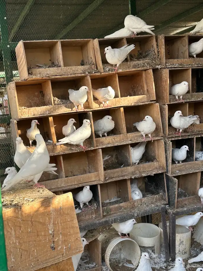 حمام مصري منتج تقريبا  40 جوز 2