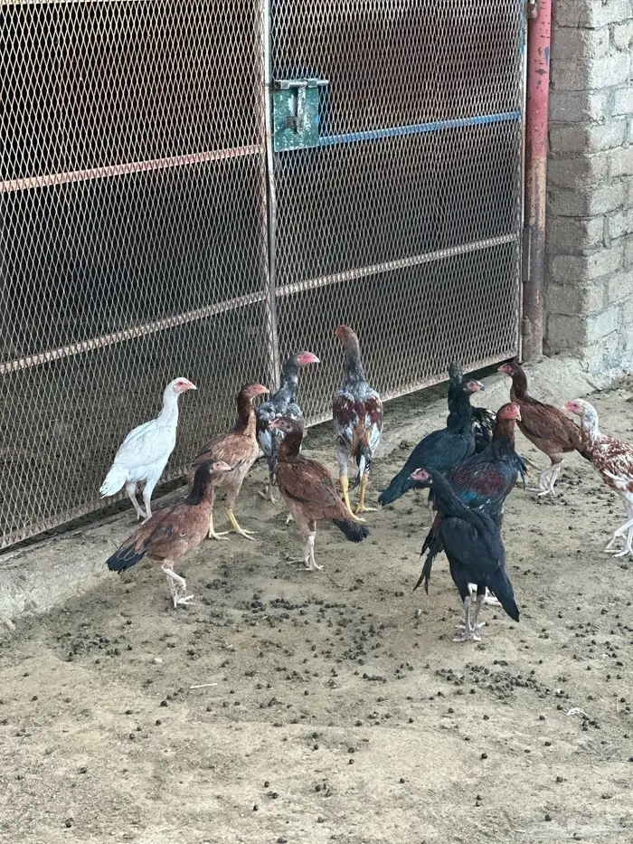 دجاج باكستاني 1