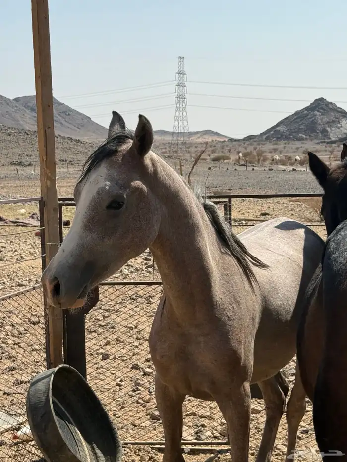 للبيع خيل شعبي 3