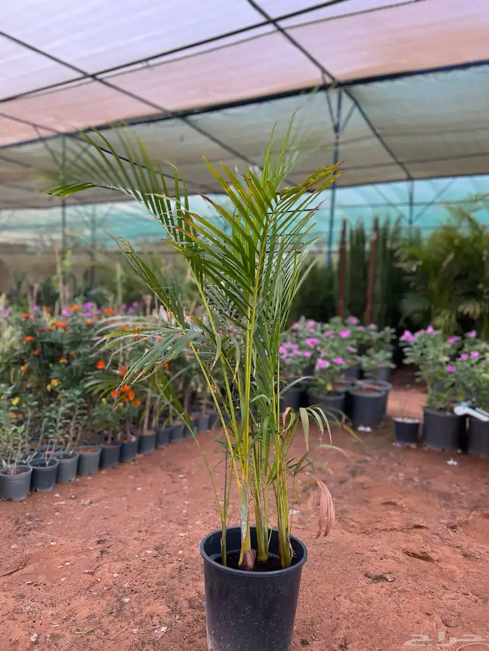 شتلات ونباتات زينه ومثمره 5