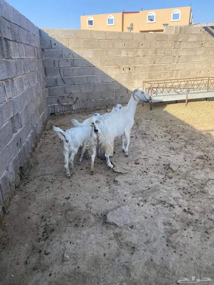 للبيع عنز خلفا تحتها جفرتين 1