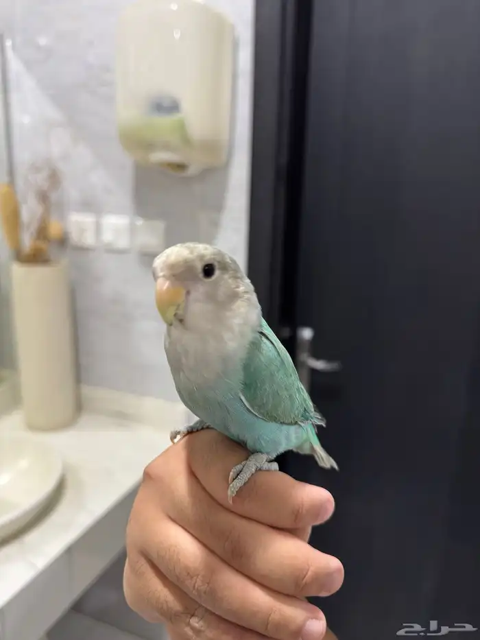 روز اليف للبيع 0