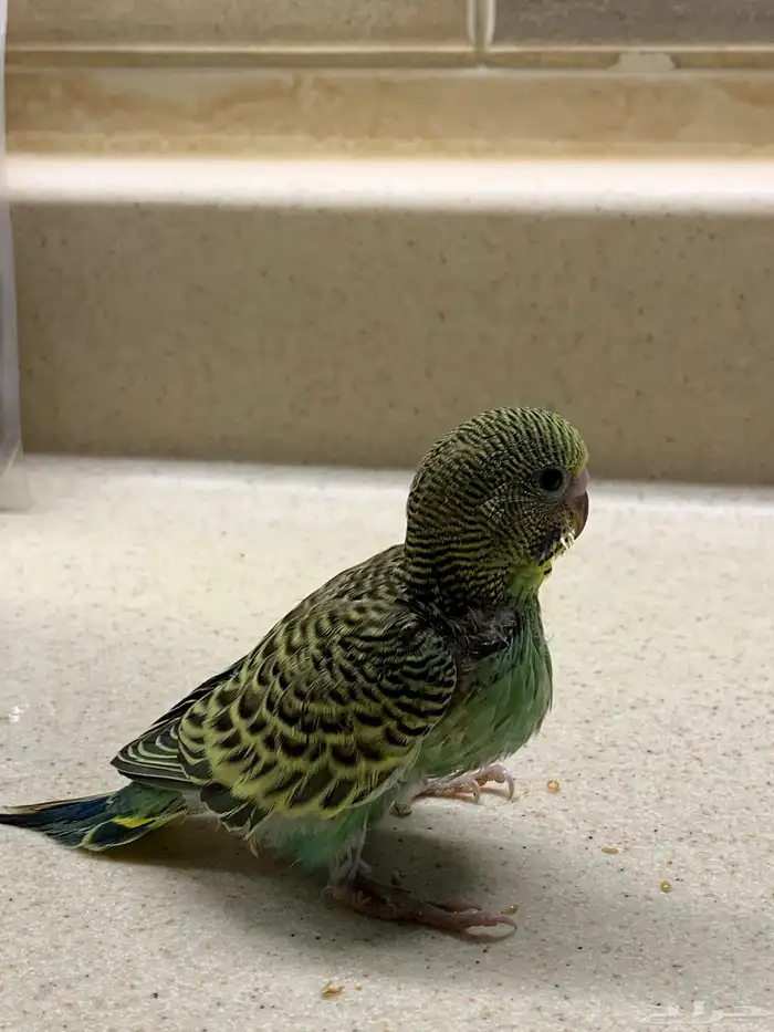 للبيع طير بادجي 1