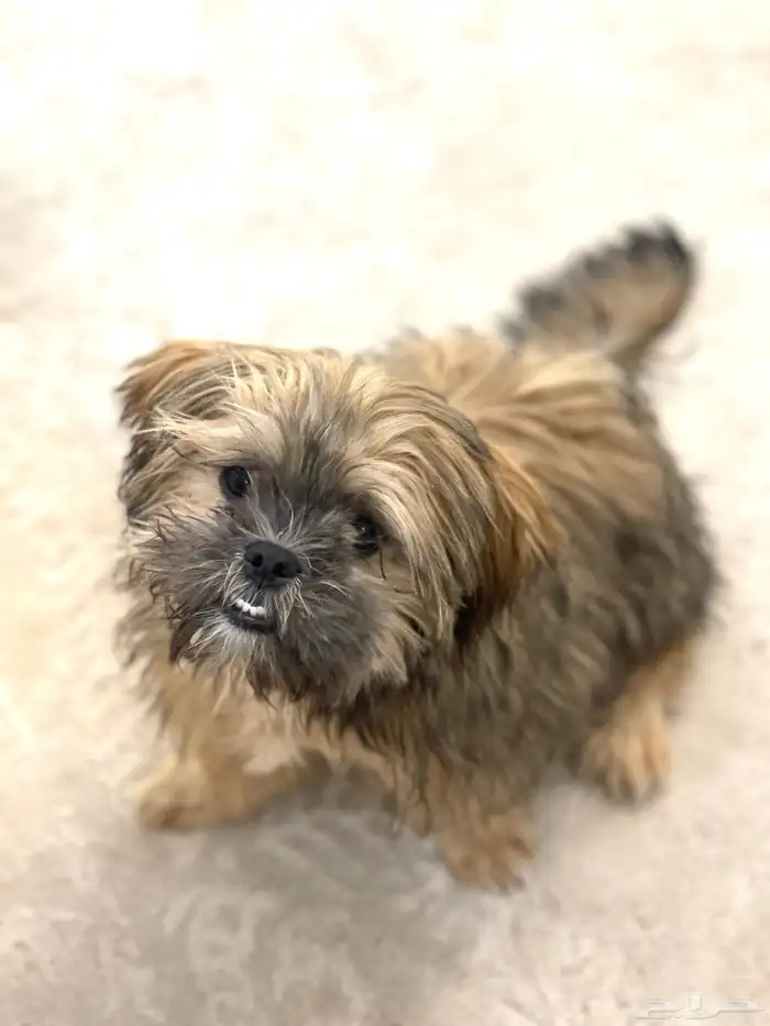 جراء شيتزو للبيع puppies for sale 1