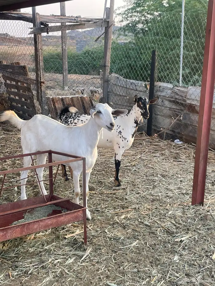 عرض جفرتين بيشيات العفراء جدعيه والمرخاء ثنيه 0